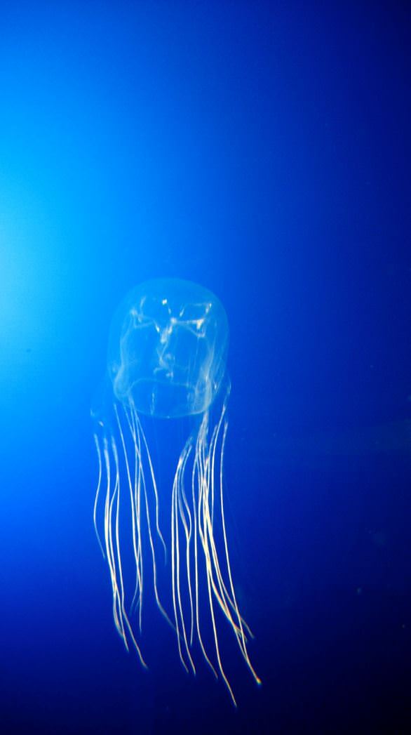 Australian Box Jellyfish