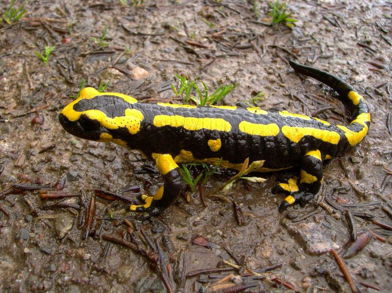 Fire Salamander