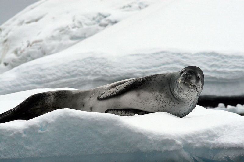 Leopard Seal