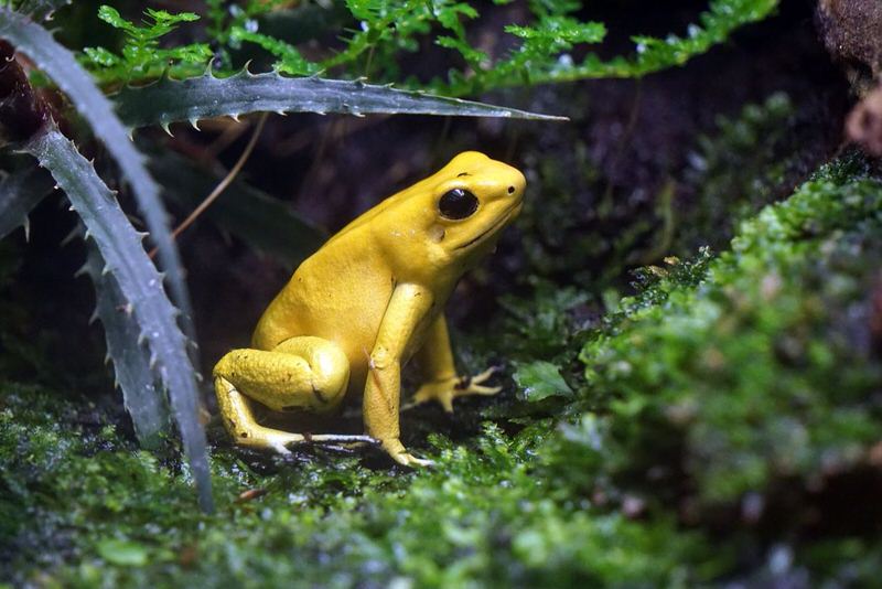 Poison Dart Frog