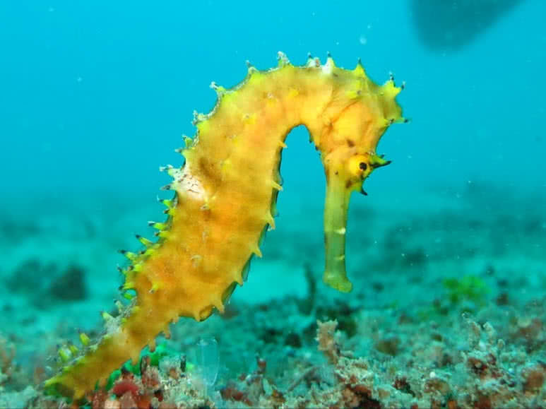 Sea Horse