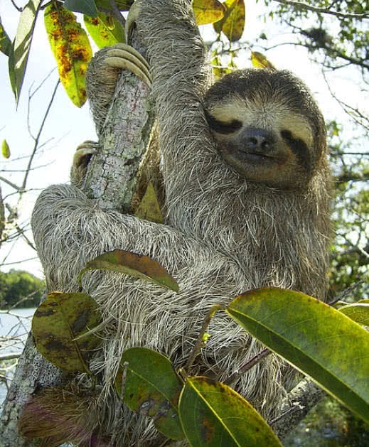 Three-Toed Sloth