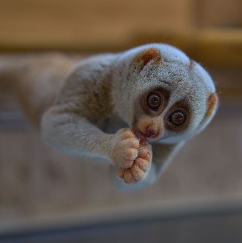 Slow Loris