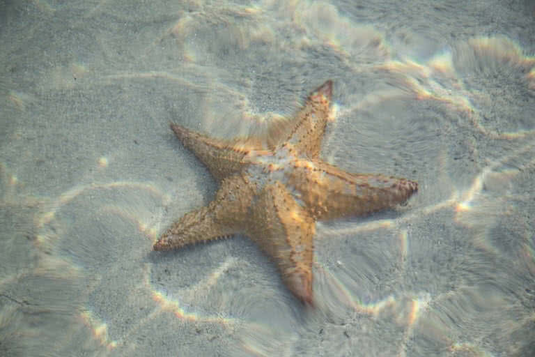 Star Fish