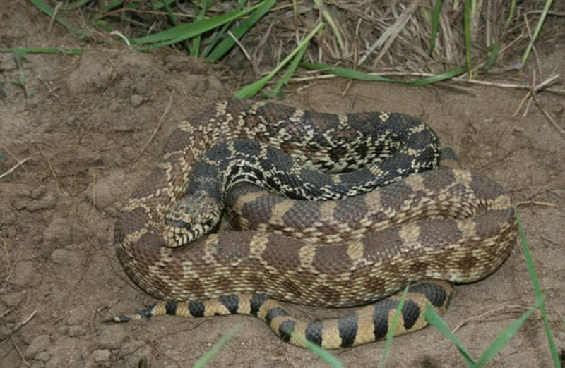 bull snake