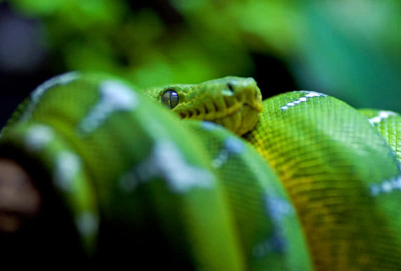 emerald tree boa