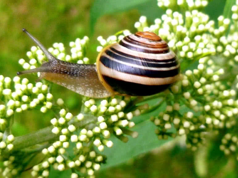 Garden Snail