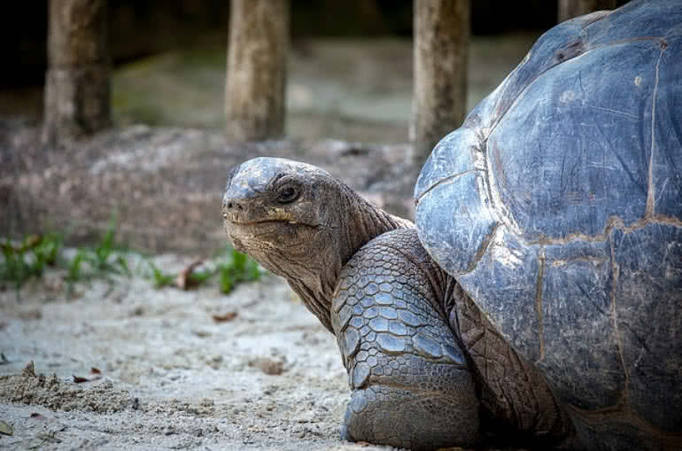 Giant Tortoise