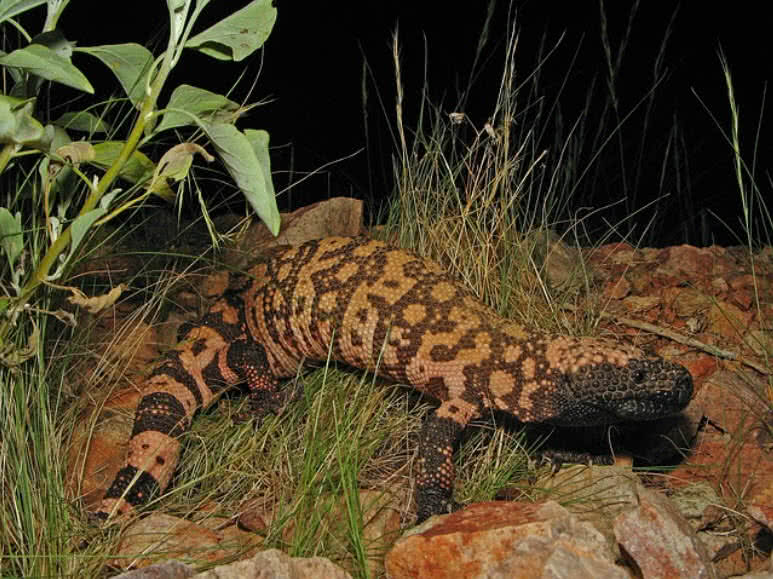 Gila Monster