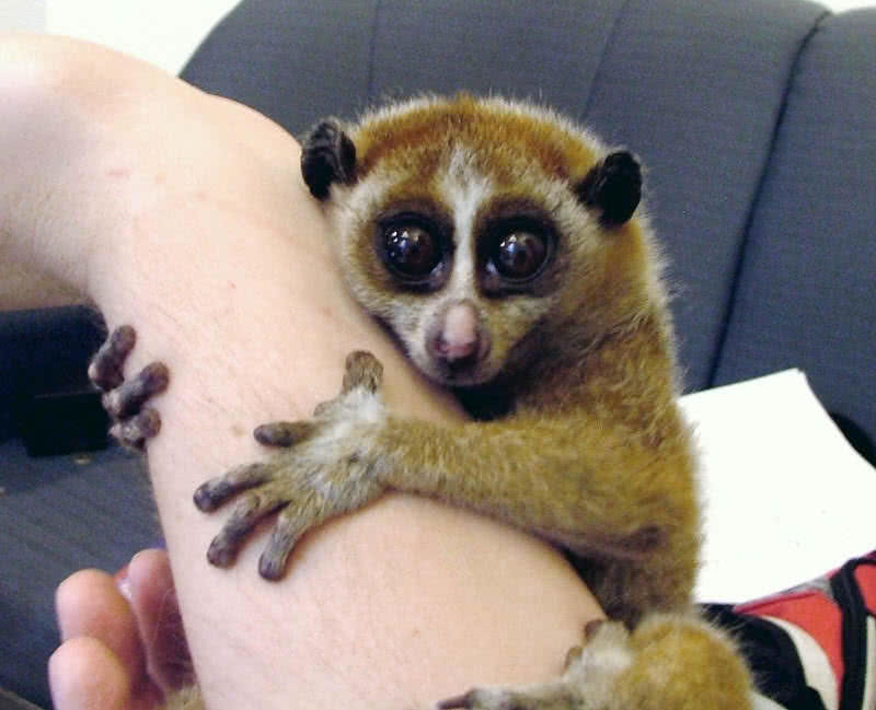 Loris