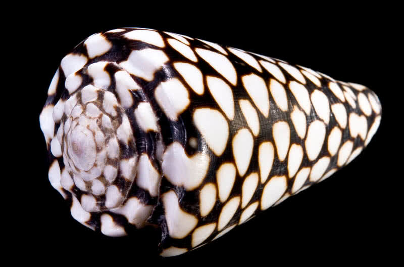 marbled cone snail