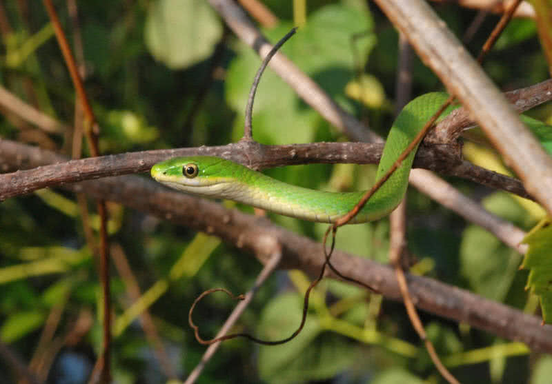 rough green snake